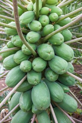 abiswas Big Size Red Lady Papaya Seed