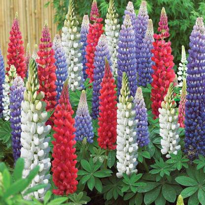 JRYU Lupin Pixie Dwarft Mixed Flower Seed