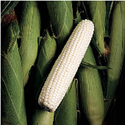 WILLVINE Silver King Corn Seed