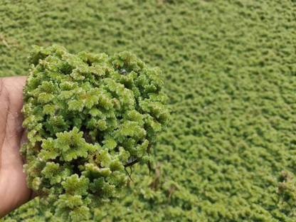 GREW Azolla Seed