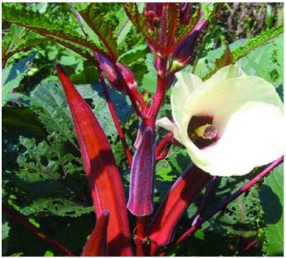 ActrovaX Okra Jing Orange Seed