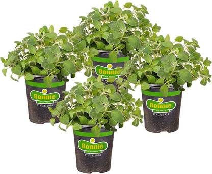 VibeX XLR-6 - Ornamental Oregano Kirigami Flower - (150 Seeds) Seed
