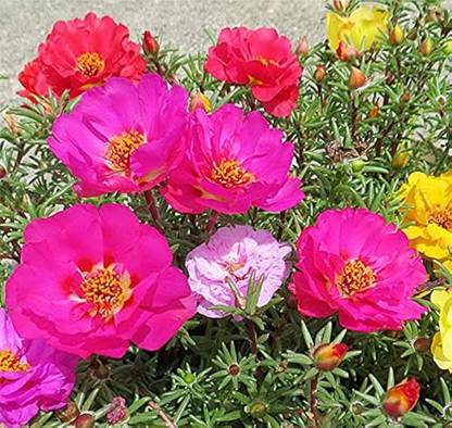 BDSresolve 9o clock fower seeds/Portulaca seeds 110 Seed