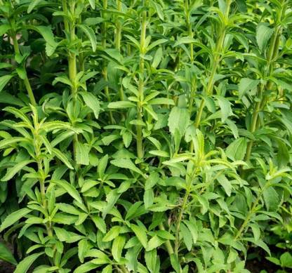 GEZ Stevia candyleaf, sweetleaf, sugarleaf, stevia seeds, herb Seed