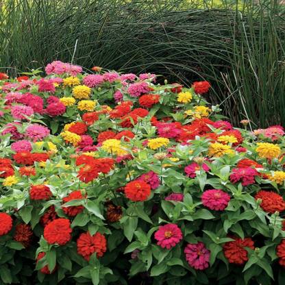 UGRA Magellan Mix Zinnia Seed