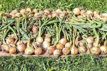 WILLVINE XL-1438 Gold Onion Seeds-1500 Seeds Seed