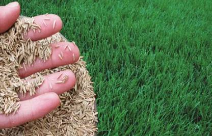 Dbbrothers Lawn grass seeds for garden/Cricket Ground/Football ground Seed