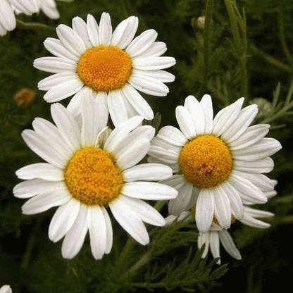 WILLVINE XLL-14 Roman Chamomile Anthemis nobilis Seed