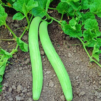EKAKSHAR Long Melon Outdoor Kakdi/kakri/kakree Plant Seeds 10 Beej LMS75 Seed