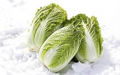 WILLVINE AGRI -IV Chineses Cabbage Beijing Napa Lettuce [50g] Seed