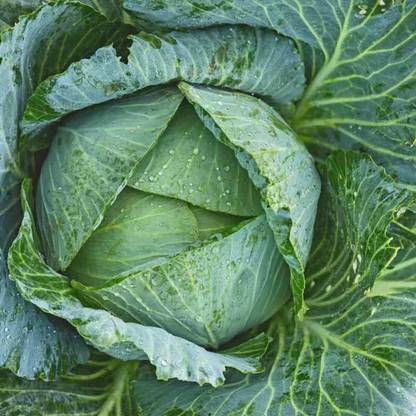 WILLVINE VNR -XIII Jersey Wakefield Cone-Shaped Cabbage [25g] Seed