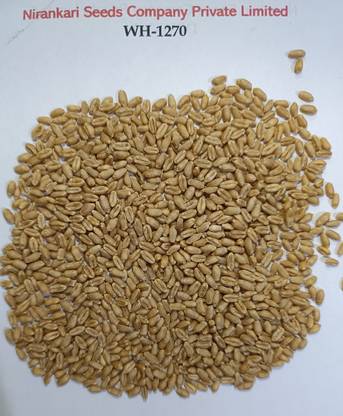 nsco || WH-1270 || WHEAT SEEDS || BEST QUALITY || Seed