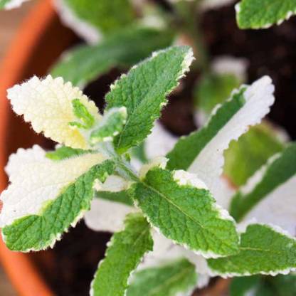 CYBEXIS HUA-99 - Pineapple Mint Rare - (150 Seeds) Seed