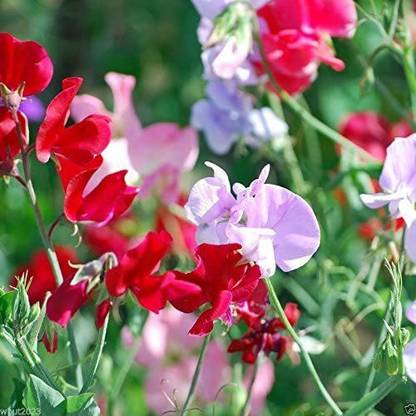 WILLVINE XL-655 Sweet Pea ‘Bijou Mix’ Seed