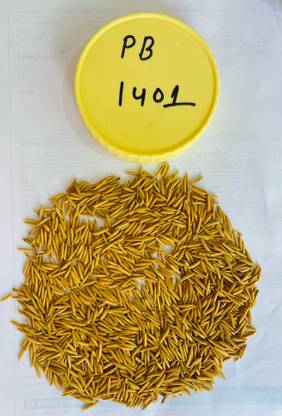 SHRI SANT SEEDS LLP PUSA BASMATI 1401 PADDY SEEDS & FARMING & AGRICULTURE SOWING (Khet/Dhan) Seed