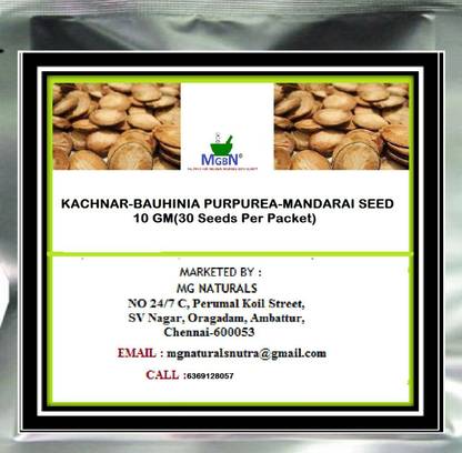 MGBN KACHNAR-BAUHINIA PURPUREA-MANDARAI SEED-10 GM Seed