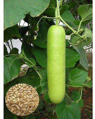KNESSiN GHIYA K BEEJ/LONG BOTTLE GOURD-[100gm] Seed