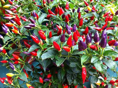 CYBEXIS Chilli Pepper NuMex Twilight Seeds2400 Seeds Seed