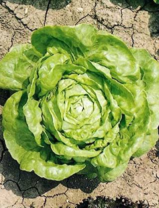 KNESSiN Lettuce Arctic King Seed