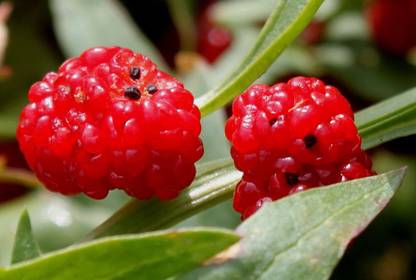 VibeX ® XXL-219 Strawberry Spinach Blite Giant Seed