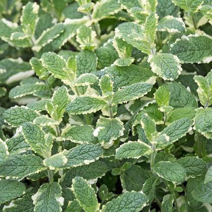 CYBEXIS LX-98 - Pineapple Mint Rare - (150 Seeds) Seed