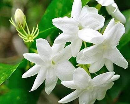 KNESSiN Fragrant Maid of Orleans Jasmine[100 Seeds] Seed