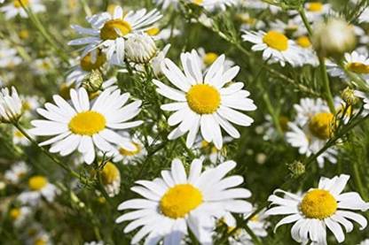 CYBEXIS XLL-35 - Certified Organic German Chamomile - (750 Seeds) Seed