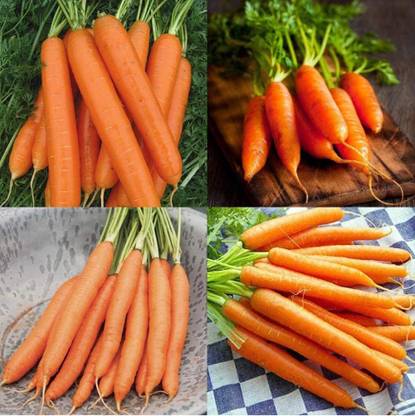 VibeX ® VXI-413 Heat Tolerant Carrots 4 Varieties Seed