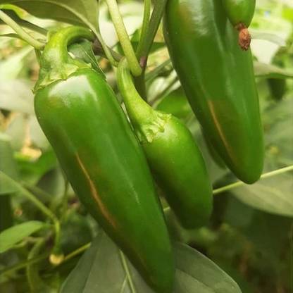 granthi Jalapeno M Pepper Seed