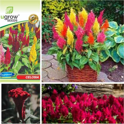 GARDENIFY INIDA GARDENIFY INIDAFIERY GLOW CELOSIA SEEDS CELOSIA PLANT & FLOWER Seed