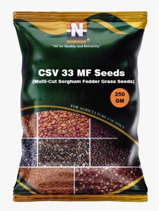 Numinous CSV 33 MF Multi-Cut Sorghum Fodder Grass Seed