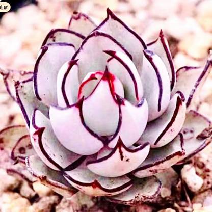 RRNURSERY Seeds Echeveria Strictiflora V. Nova Seed Rare Succulent Seed