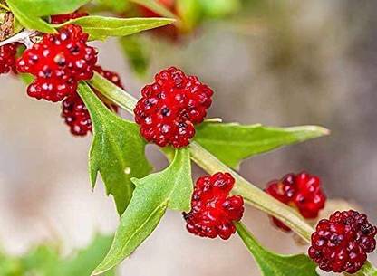 VibeX LXI-90 - Strawberry Spinach Blite Giant - (750 Seeds) Seed