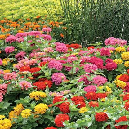 UGRA Magellan Mix Zinnia Seed