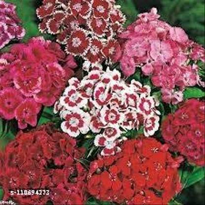 XOLDA Exotic sweet william Seed