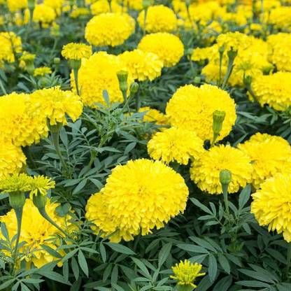Aywal African Marigold (Genda) Organic Annual Flower Gardening Seed