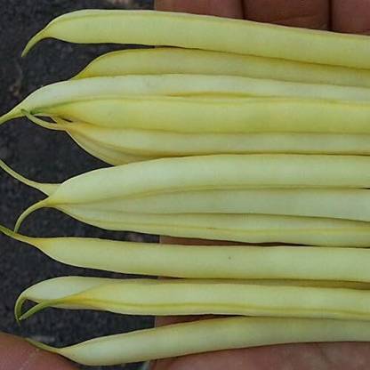 KNESSiN French Beans Seed