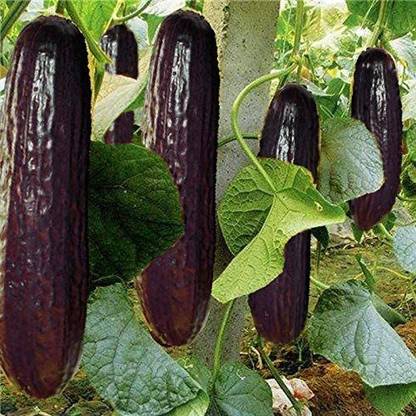 CYBEXIS Very Rare Black Cucumber Japanese Long Cucumber Seeds1000 Seeds Seed