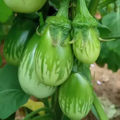 Mozette Organic Brinjal green round Seed