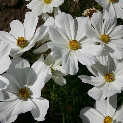 ZIXA COSMOS BIPINNATUS ANGEL WINGS Seed