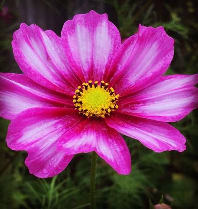 VibeX NBIR-42 - Pink Cosmos Flower - (30 Seeds) Seed