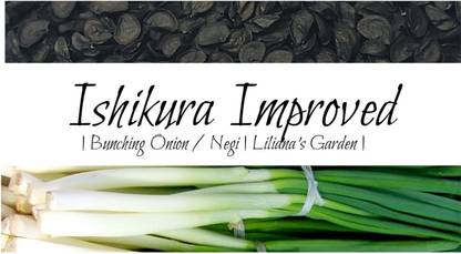 WILLVINE MEH -XIII Bunching Onion -"Ishikura Improved" [1g] Seed