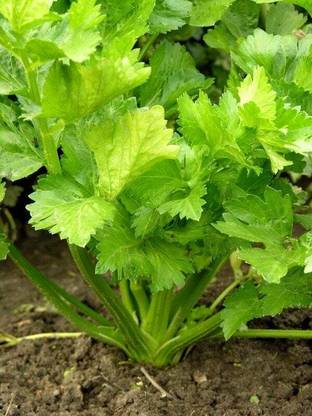 XOLDA Organic Celery Seed