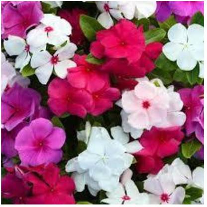 ibains Vinca mixed flower seeds garden pack Seed
