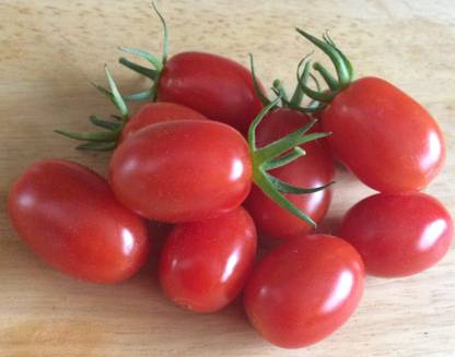 DHENU PRASAD 2012 F1 Hybrid Oval Long Tomato Seed