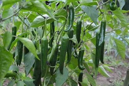 wequality hybrid chilli seeds/chlli seed 116 Seed