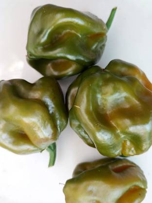 CYBEXIS Fast Germination MORUGA RED-Trinidad Scorpion Green-300 Seeds Seed