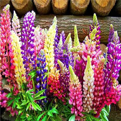 BDSresolve Lupin Flower F1 Hybrid Seeds/lupin seeds 36 Seed