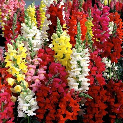 Lorvox Antirrhinum/Snapdragon/Dog Flower Dwarf Flower Seed