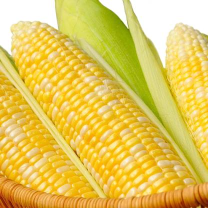 WILLVINE NKR -VII Mirai 301 Corn Seeds for Planting-[25g] Seed